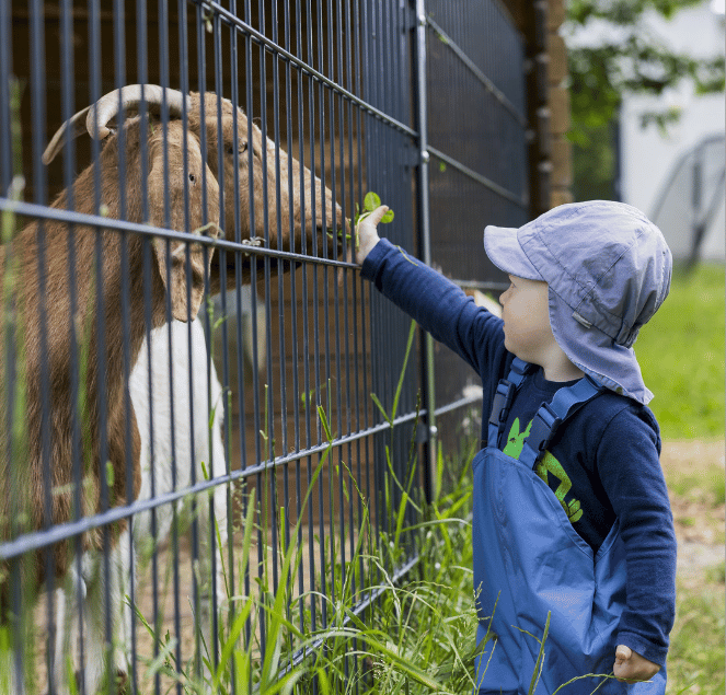 Kleines Kind füttert eine Ziege durch einen Zaun.