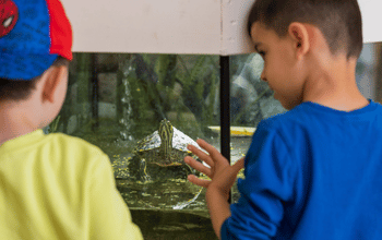 Kinder beobachten eine Schildkröte im Aquarium.