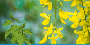 Brennnesseln neben gelben Goldregenblüten