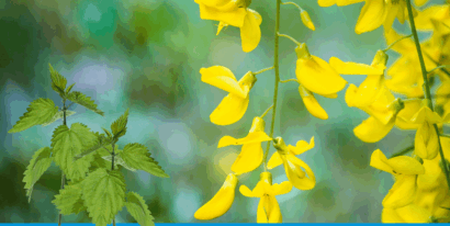 Brennnesseln neben gelben Goldregenblüten