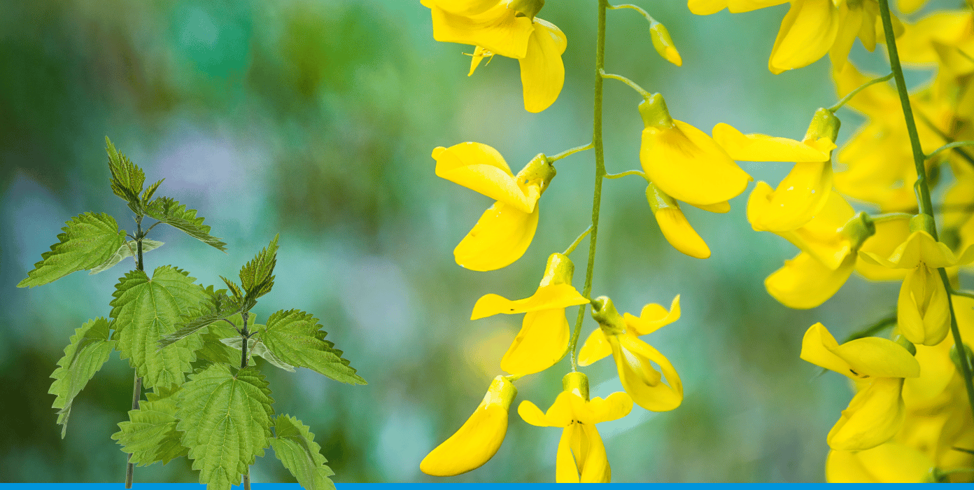 Brennnesseln neben gelben Goldregenblüten