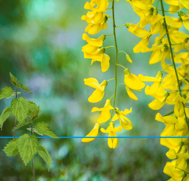 Leuchtend gelbe Goldregenblüten hängen neben einer grünen Brennnessel vor einem unscharfen, natürlichen Hintergrund.